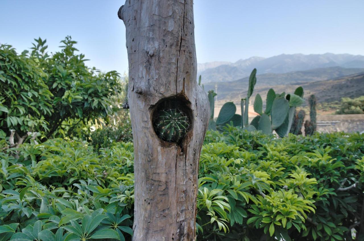Villa Athina Megala Chorafia ภายนอก รูปภาพ